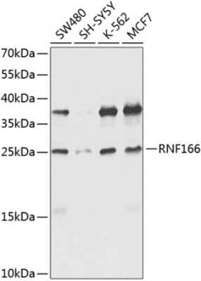 Western Blot: RNF166 AntibodyBSA Free [NBP2-94903]