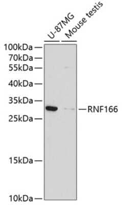 Western Blot: RNF166 AntibodyBSA Free [NBP3-04262]