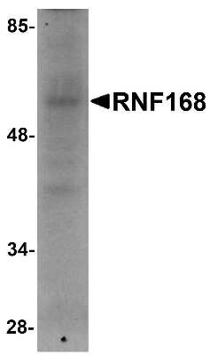 Western Blot: RNF168 AntibodyBSA Free [NBP1-76324]