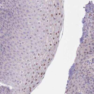 Immunohistochemistry-Paraffin: RNF169 Antibody [NBP2-13239]