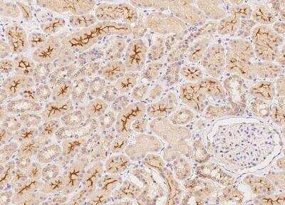 Immunohistochemistry-Paraffin: RNF180 Antibody [NBP3-05783]