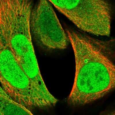 Immunocytochemistry/ Immunofluorescence: RNF187 Antibody [NBP1-91025]