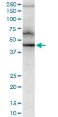 Western Blot: RNF2 Antibody (3B8) [H00006045-M08]