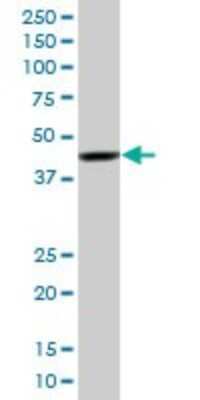 Western Blot: RNF2 Antibody (3B8) [H00006045-M08]