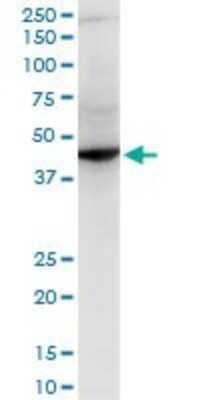 Western Blot: RNF2 Antibody (3B8) [H00006045-M08]