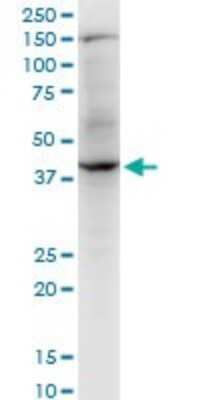 Western Blot: RNF2 Antibody (4A9) [H00006045-M06]