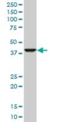 Western Blot: RNF2 Antibody (4A9) [H00006045-M06]