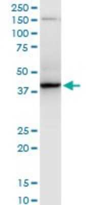 Western Blot: RNF2 Antibody (4A9) [H00006045-M06]