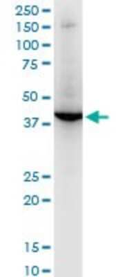 Western Blot: RNF2 Antibody (4A9) [H00006045-M06]