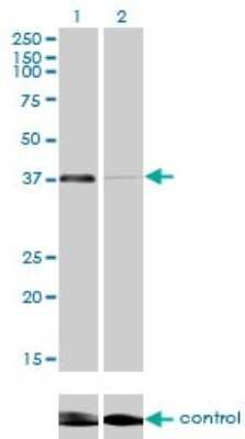 Western Blot: RNF2 Antibody (6C2) [H00006045-M01]