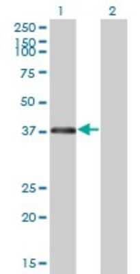 Western Blot: RNF2 Antibody (6C2) [H00006045-M01]