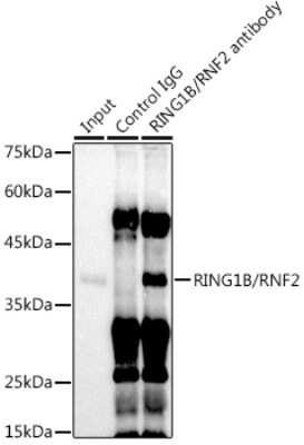 Immunoprecipitation: RNF2 Antibody (9Q2W2) [NBP3-16222]