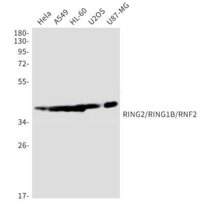 Western Blot: RNF2 Antibody (S04-2B3) [NBP3-14971]