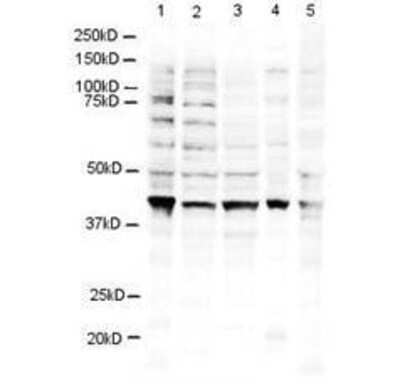 Western Blot: RNF2 Antibody [NBP1-77826]