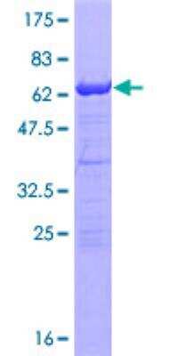 SDS-PAGE: Recombinant Human RNF2 GST (N-Term) Protein [H00006045-P01]