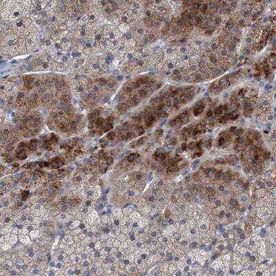 Immunohistochemistry-Paraffin: RNF208 Antibody [NBP1-90501]