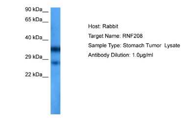 Western Blot: RNF208 Antibody [NBP2-85647]