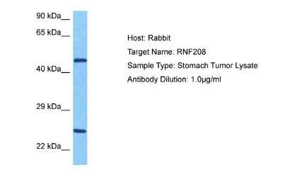 Western Blot: RNF208 Antibody [NBP2-85648]