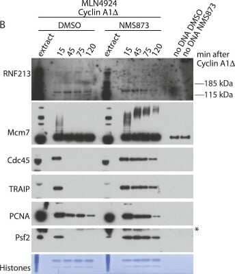 Western Blot: RNF213 Antibody [NBP1-88466]