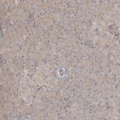 Immunohistochemistry-Paraffin: RNF219 Antibody [NBP1-88401]