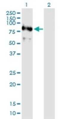 Western Blot: RNF220 Antibody [H00055182-B01P]