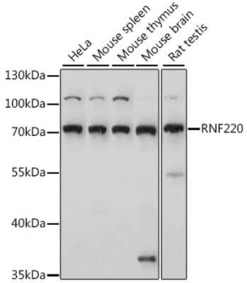 Western Blot: RNF220 AntibodyAzide and BSA Free [NBP2-94286]