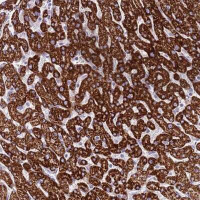 Immunohistochemistry-Paraffin: RNF222 Antibody [NBP2-14664]