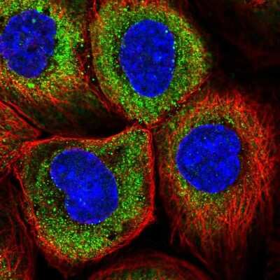 Immunocytochemistry/ Immunofluorescence: RNF23 Antibody [NBP2-33605]