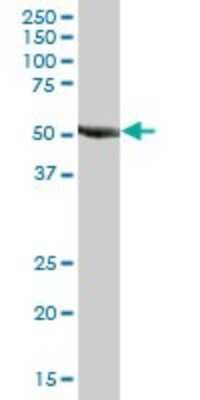 Western Blot: RNF23 Antibody [H00056658-B02P]