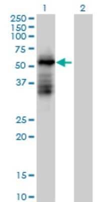 Western Blot: RNF23 Antibody [H00056658-B02P]