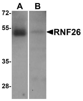 Western Blot: RNF26 AntibodyBSA Free [NBP2-81997]