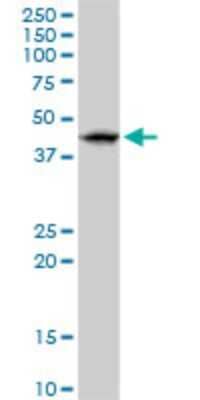 Western Blot: RNF32 Antibody [H00140545-D01P]