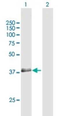 Western Blot: RNF34 Antibody [H00080196-B01P]