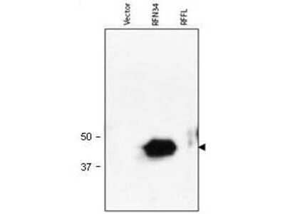 Western Blot: RNF34 Antibody [NBP1-77903]