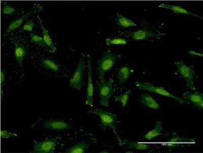 Immunocytochemistry/ Immunofluorescence: RNF40 Antibody (1C1) [H00009810-M09]