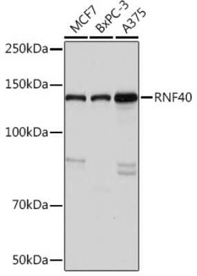 Western Blot: RNF40 Antibody (8I7R5) [NBP3-16834]