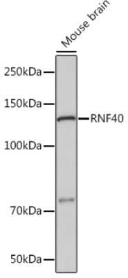 Western Blot: RNF40 Antibody (8I7R5) [NBP3-16834]