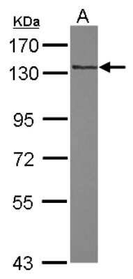 Western Blot: RNF40 Antibody [NBP2-20189]