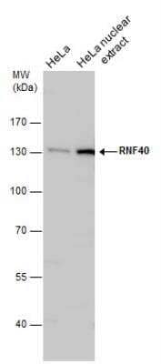 Western Blot: RNF40 Antibody [NBP2-20189]