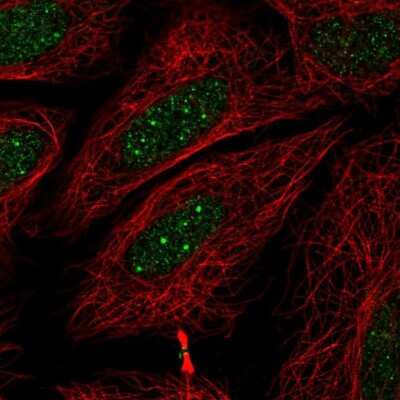 Immunocytochemistry/ Immunofluorescence: RNF41 Antibody [NBP1-87087]