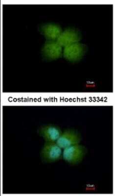Immunocytochemistry/ Immunofluorescence: RNF41 Antibody [NBP2-20191]