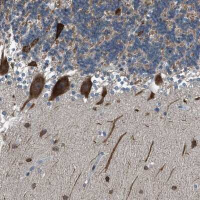 Immunohistochemistry-Paraffin: RNF41 Antibody [NBP1-87087]