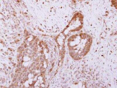 Immunohistochemistry-Paraffin: RNF41 Antibody [NBP2-20191]