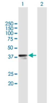 Western Blot: RNF41 Antibody [H00010193-B02P]