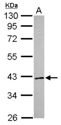 Western Blot: RNF41 Antibody [NBP2-20191]