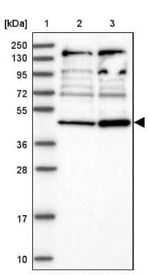 Western Blot: RNF44 Antibody [NBP1-82930]