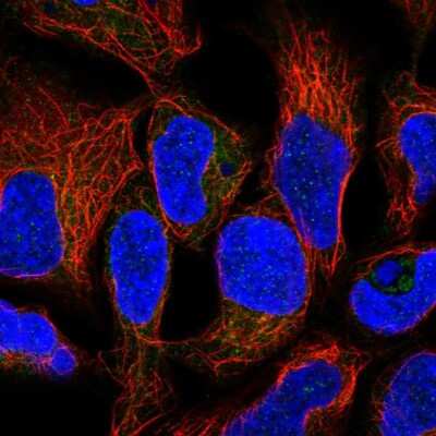 Immunocytochemistry/ Immunofluorescence: RNF5 Antibody [NBP2-57712]