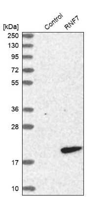 Western Blot: RNF7 Antibody [NBP1-85594]