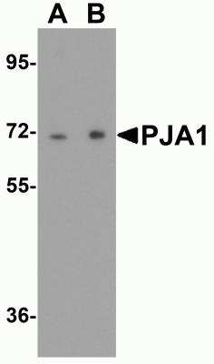 Western Blot: RNF70 AntibodyBSA Free [NBP2-81998]