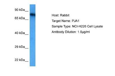 Western Blot: RNF70 Antibody [NBP2-85649]